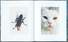 Load image into Gallery viewer, Bobby Doherty: Dream About Nothing