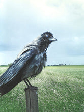 Load image into Gallery viewer, Stephen Gill - The Pillar