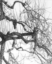 Load image into Gallery viewer, Tanya Marcuse - fruitless fallen woven