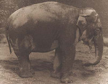 Load image into Gallery viewer, Paul Kooiker - Nude Animal Cigar