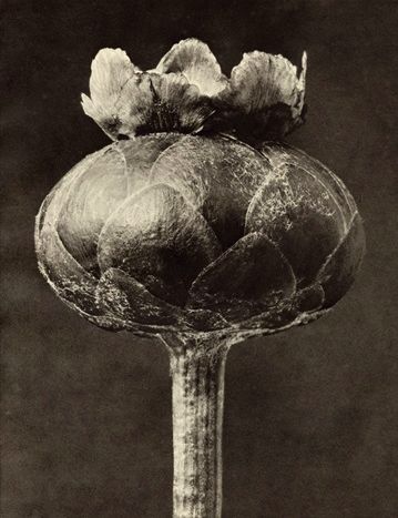 Karl Blossfeldt - Centaurea Odorata, Duft-Flockenblume (Proper)