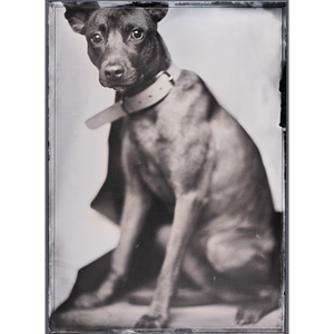 Tintype Pet Portrait Session - Sunday, Dec 15