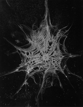 Load image into Gallery viewer, Pia-Paulina Guilmoth: Flowers Drink the River
