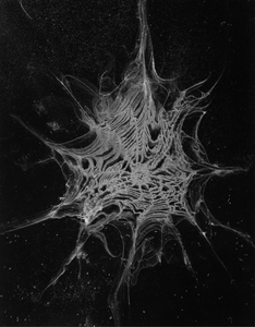 Pia-Paulina Guilmoth: Flowers Drink the River