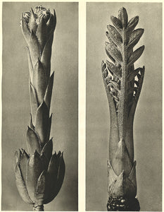 Karl Blossfeldt - Sempervivum tectorum / Cephalaria dipsacoides