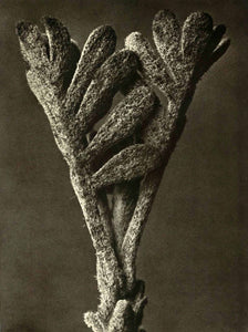 Karl Blossfeldt - Achillea umbellata (Yarrow)