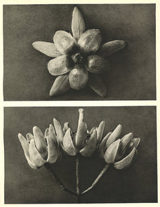 Karl Blossfeldt - Tilia americana (Basswood)