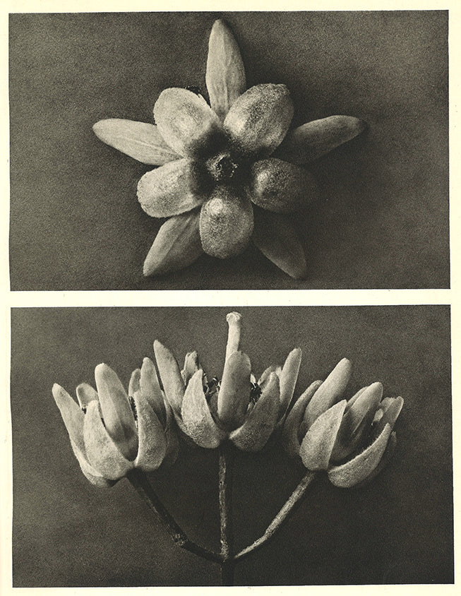 Karl Blossfeldt - Tilia americana (Basswood)