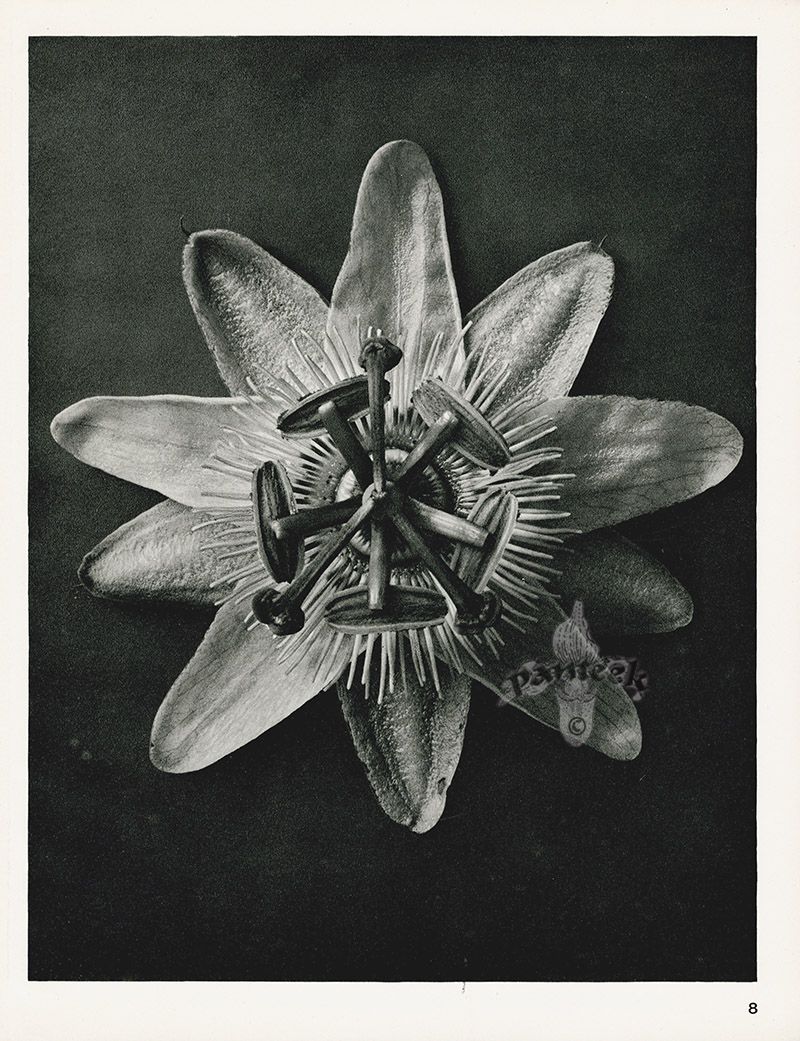 Karl Blossfeldt - Passiflora (passion flower)
