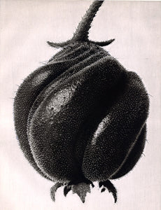Karl Blossfeldt - Blumenbachia Hieronymi (Loasaceae)
