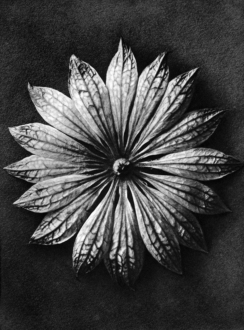 Karl Blossfeldt - Astrantia major (Great masterwort)