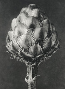 Karl Blossfeldt - Centaurea Grescesina (Knapweed)