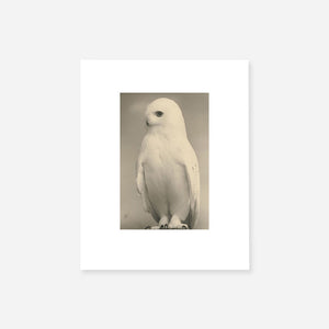 Yamamoto Masao: Birds