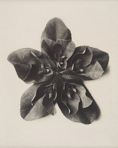 Karl Blossfeldt - Euphorbia helioscopia (Sun Spurge)