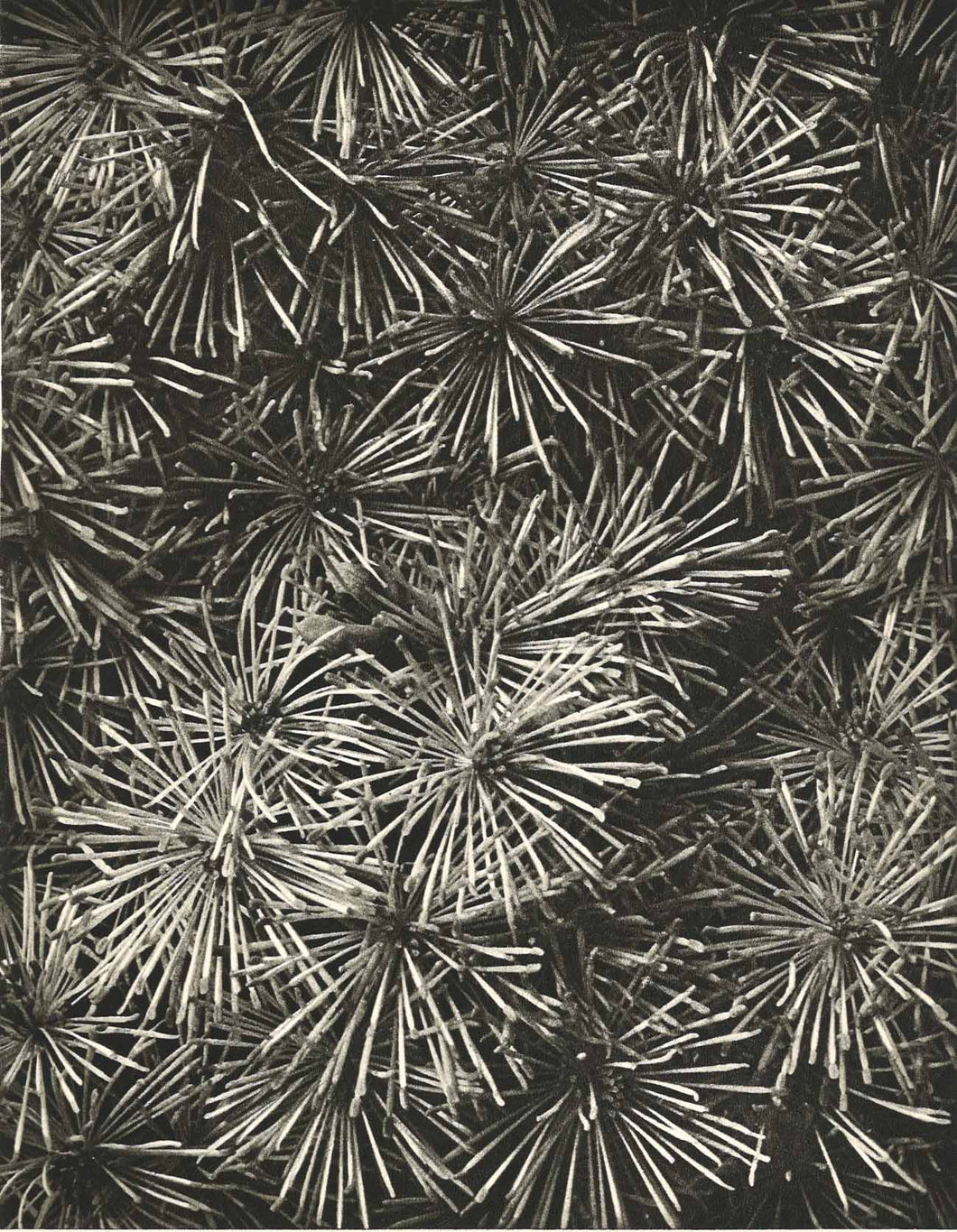 Karl Blossfeldt - Thalictrum (Meadow-rue)