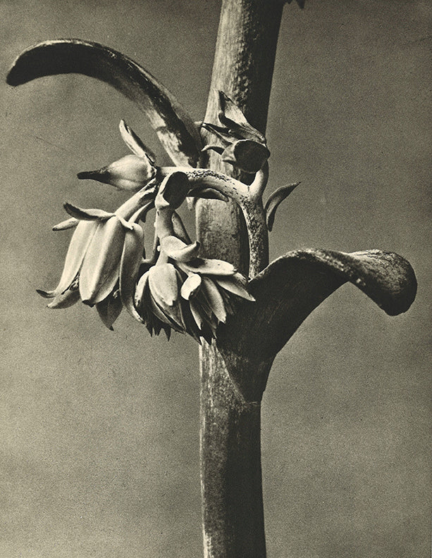 Karl Blossfledt - Cotyledon gibbiflora (Echeveria)